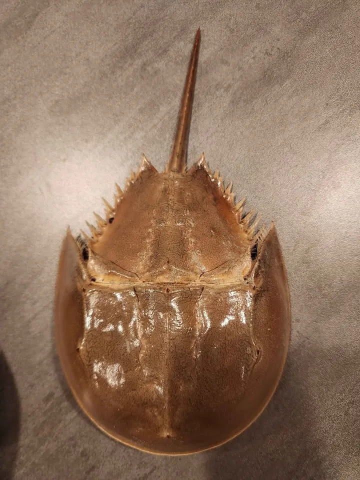 Horseshoe crab dry sheds image indicator(4)