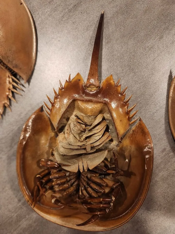 Horseshoe crab dry sheds image indicator(5)