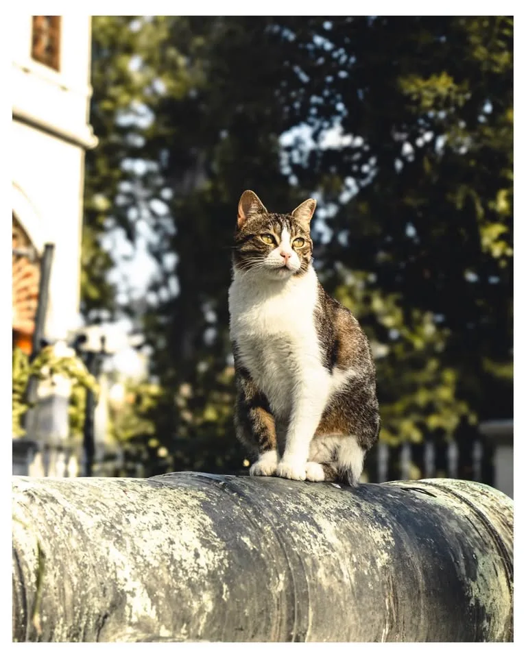 Canon Rebel SL3 Photography Bundle image indicator(10)