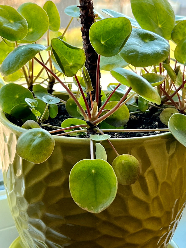 PILEA / CHINESE MONEY/ PANCAKE PLANT PUPS