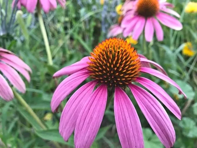 Prennial Plants Echinacea Coneflower & Biokovo Geranium thumbnail