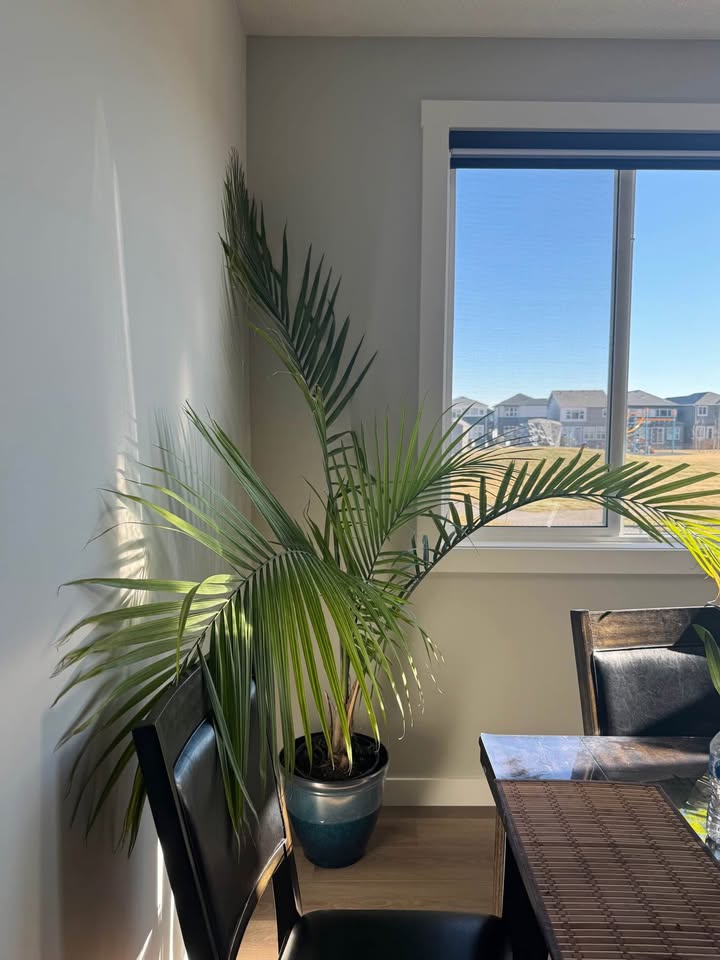 Real Palm Tree