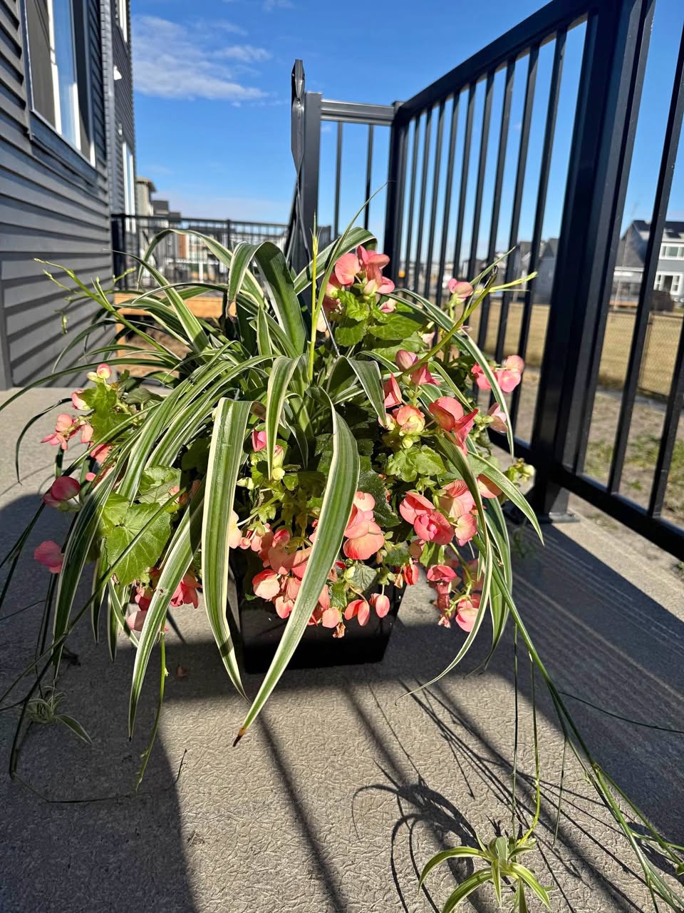 Real Plants - Boston Fern, Geranium, Spider Plant, Mandevila