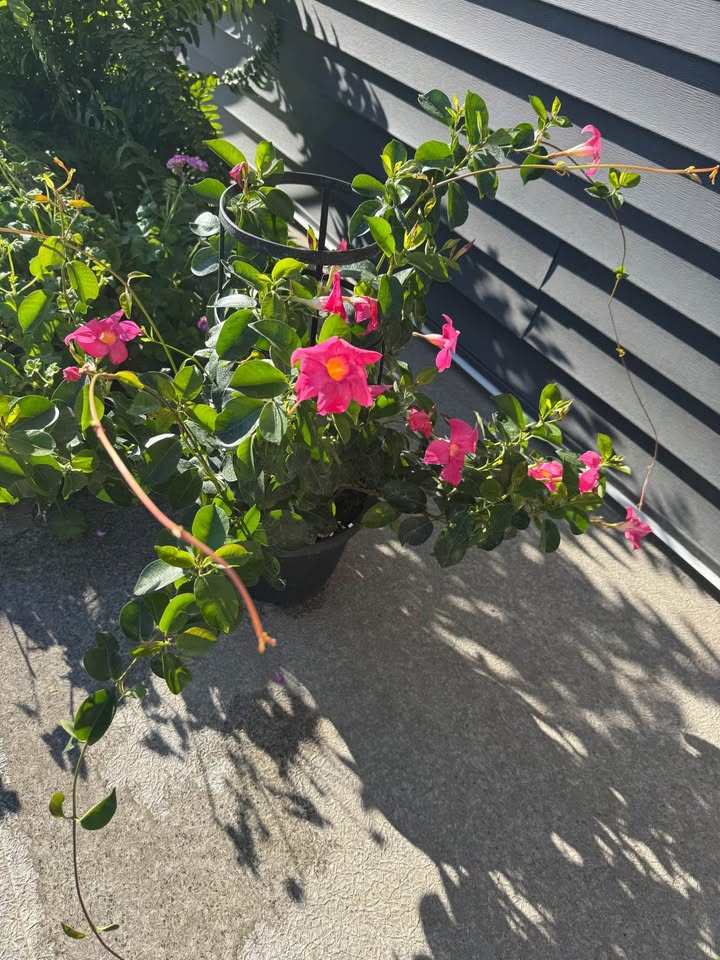 Real Plants - Boston Fern, Geranium, Spider Plant, Mandevila - photo 2