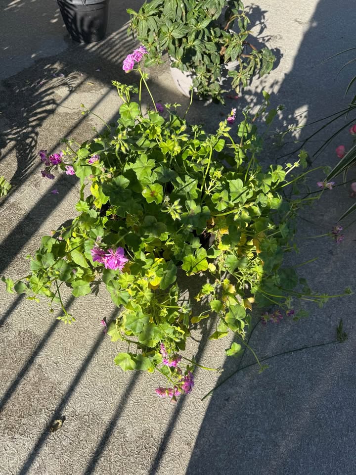 Real Plants - Boston Fern, Geranium, Spider Plant, Mandevila - photo 3