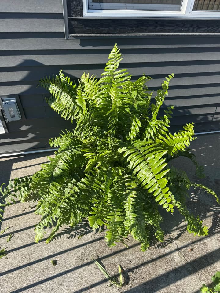 Real Plants - Boston Fern, Geranium, Spider Plant, Mandevila - photo 4