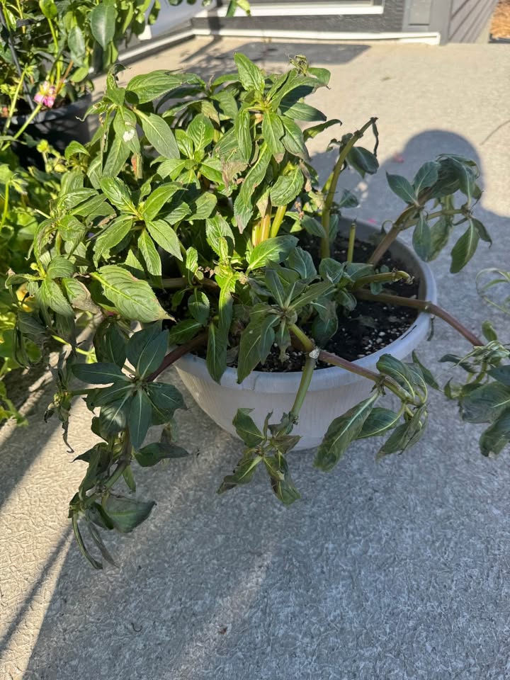 Real Plants - Boston Fern, Geranium, Spider Plant, Mandevila - photo 5