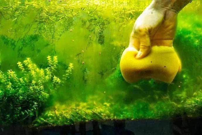Aquarium Algae Removers: Natural Solutions thumbnail