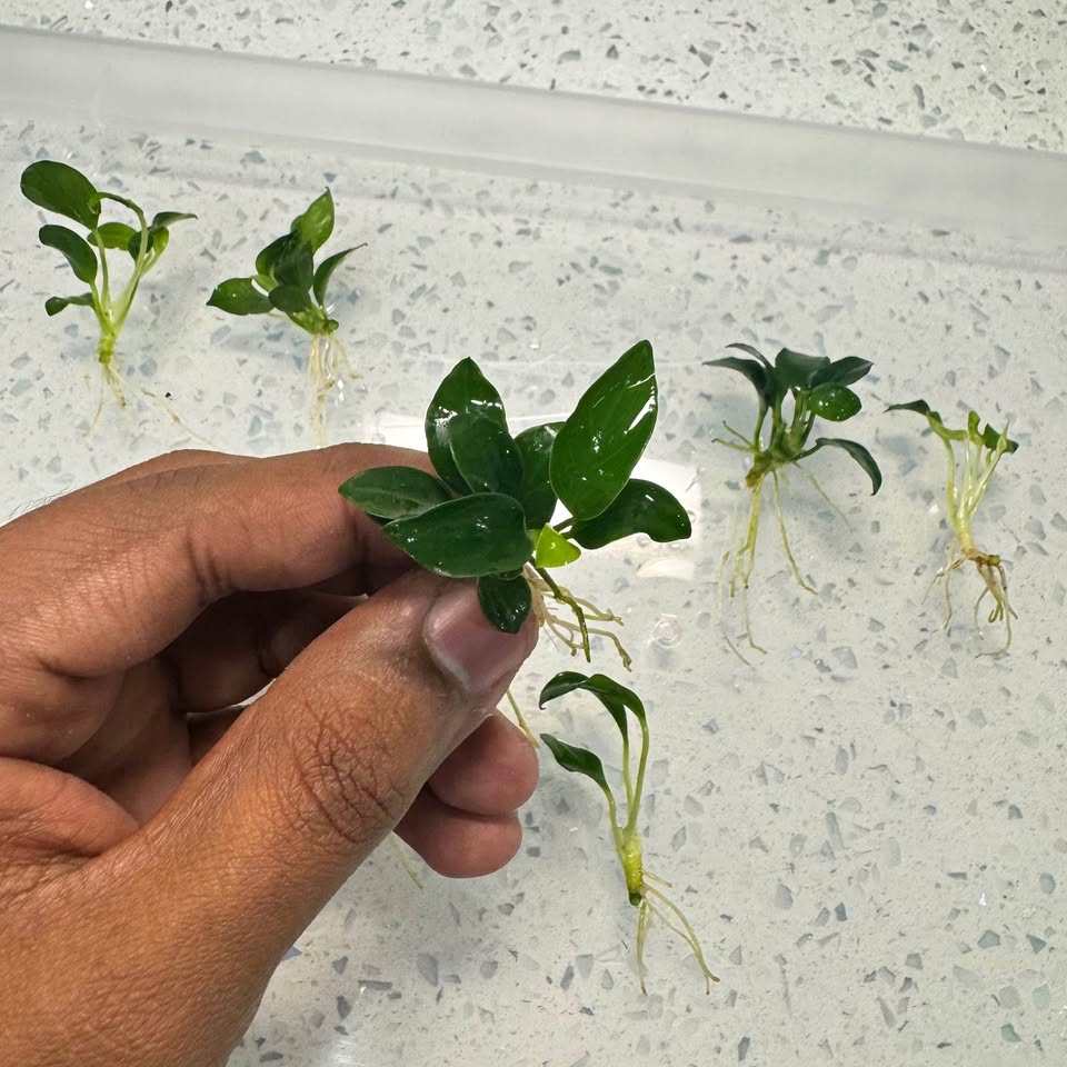 Anubias Barteri Nana "Bonsai" Aquarium plant