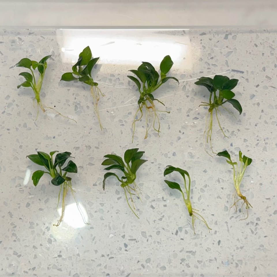 Anubias Barteri Nana "Bonsai" Aquarium plant - photo 2