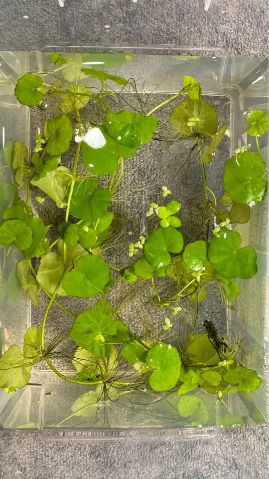Brazilian Pennywort - Aquarium Plants image indicator(2)