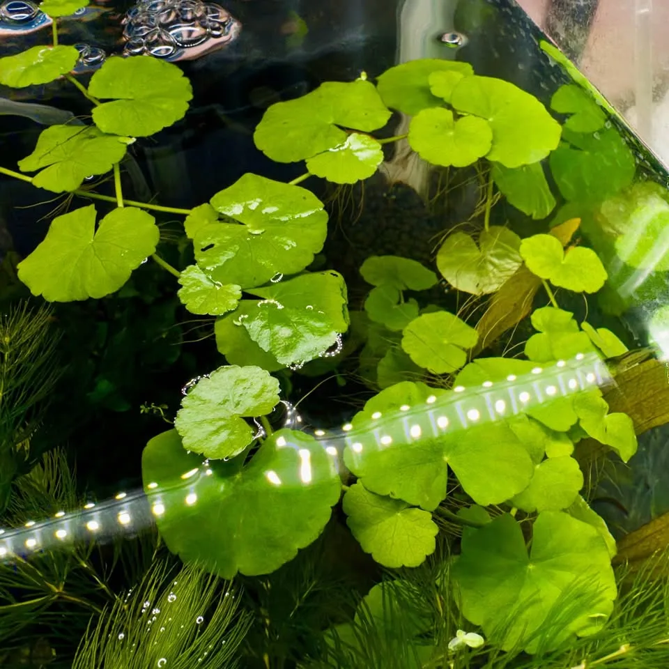 Brazilian Pennywort - Aquarium Plants image indicator(3)