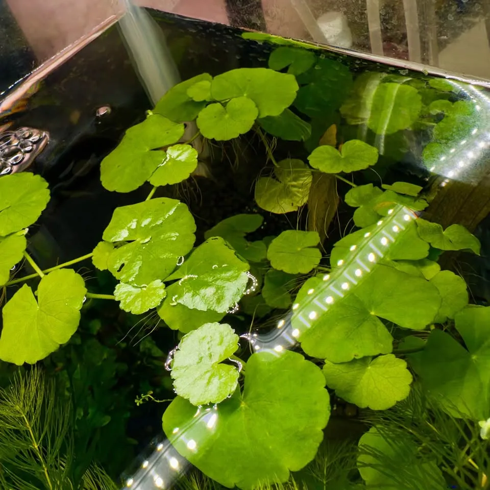 Brazilian Pennywort - Aquarium Plants image indicator(4)