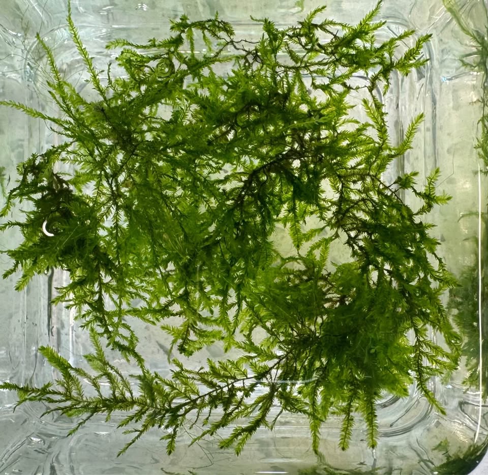 Java Moss - Aquarium Plants - photo 3