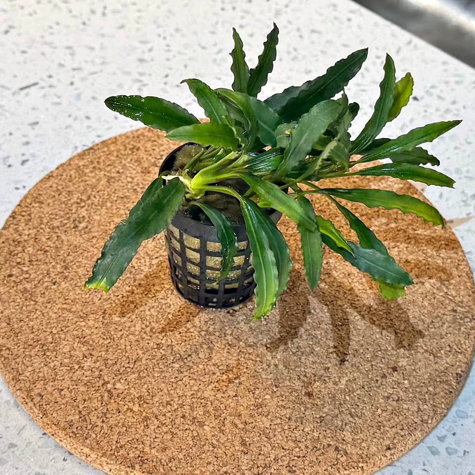 Bucephalandra Catherinae Red — Aquarium Plants