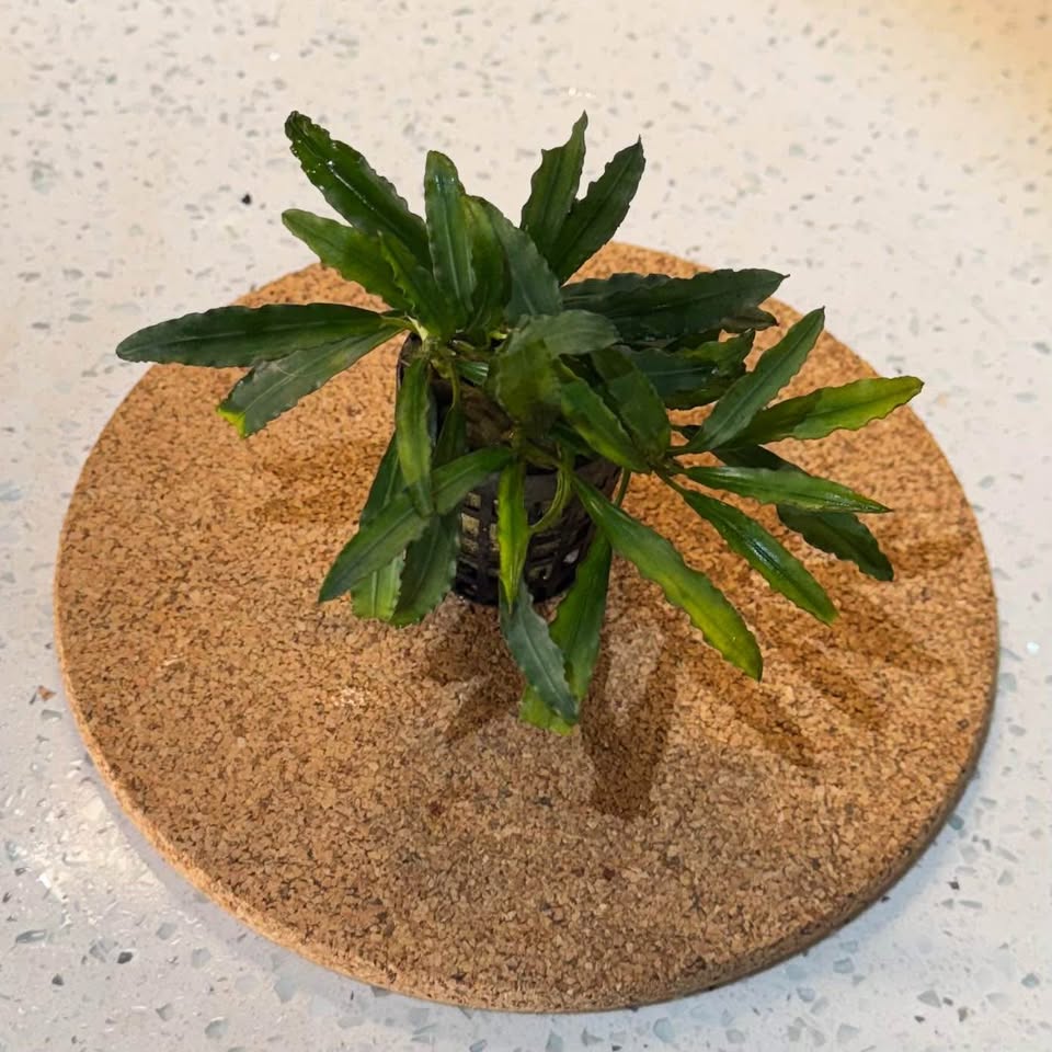 Bucephalandra Catherinae Red — Aquarium Plants - photo 2