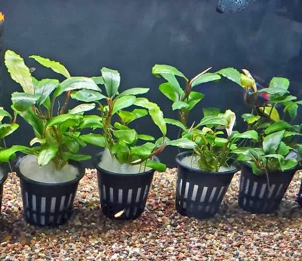 Bucephalandra Godzilla Blue - Aquarium Plants