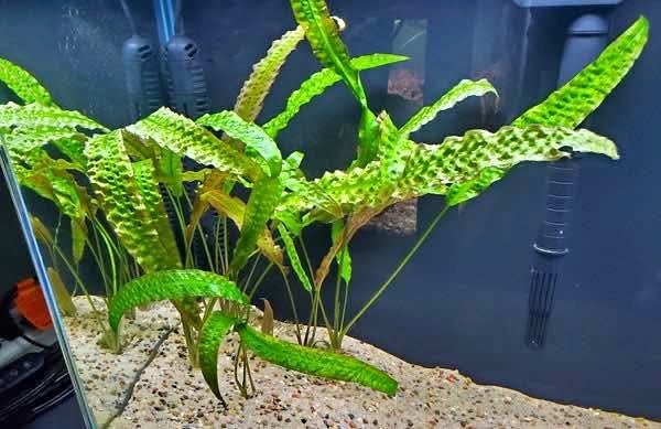 Cryptocoryne Aponogetifolia - Rare Aquatic plants