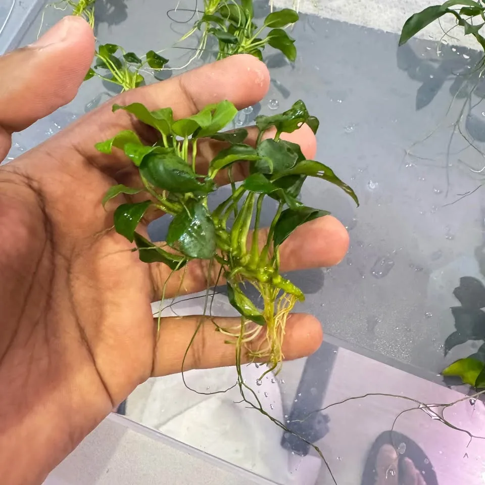 Anubias nana petite - Aquarium Plants image indicator(3)