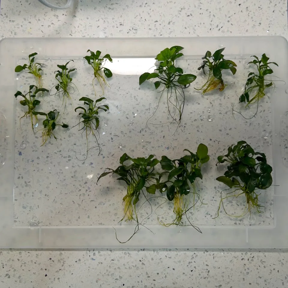 Anubias nana petite - Aquarium Plants image indicator(4)