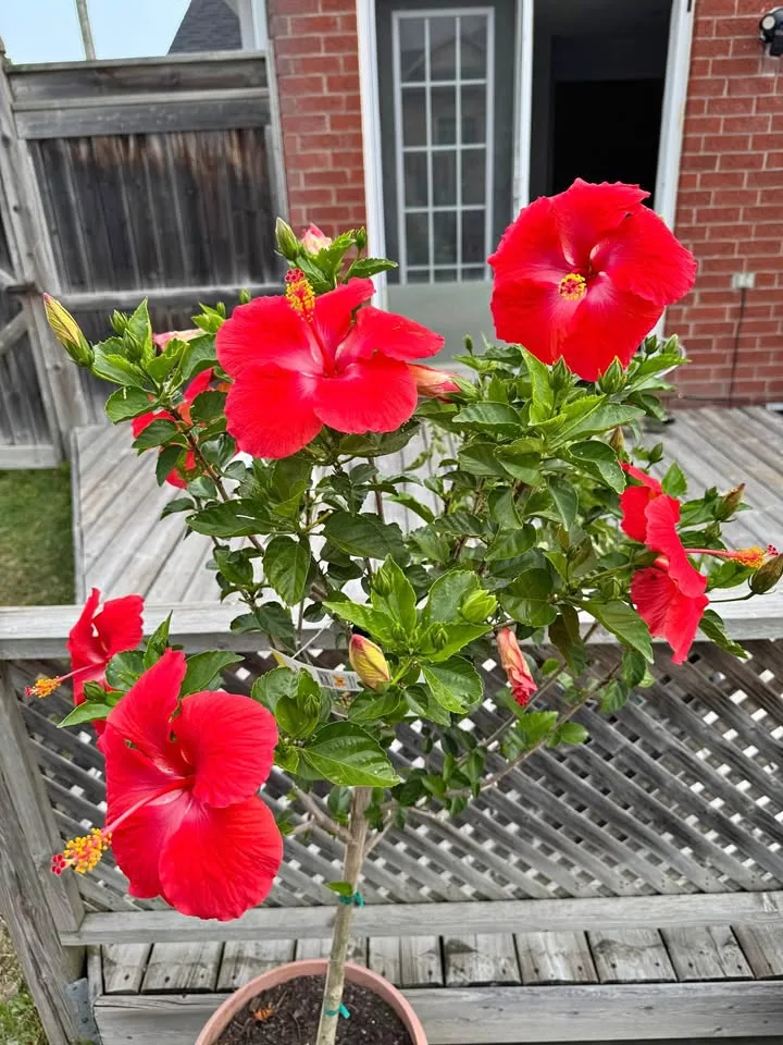 Long Hibiscus plant - red color