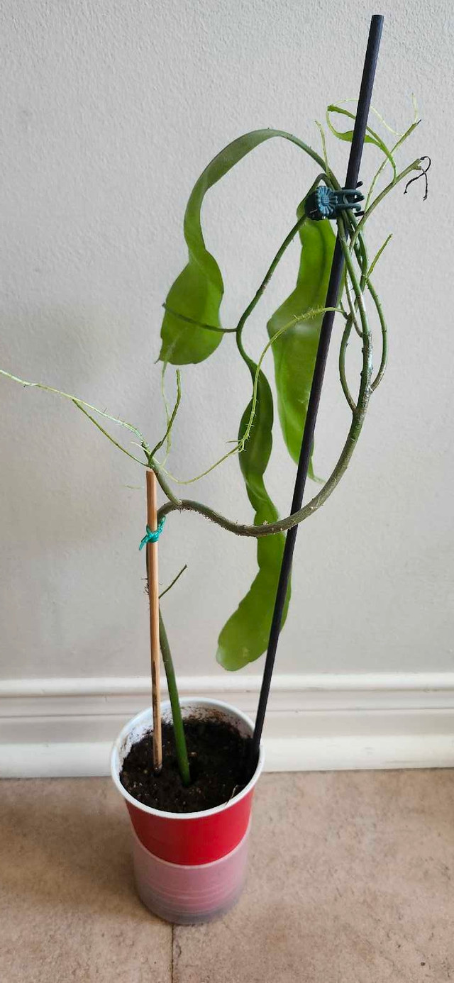 Epiphyllum oxypetalum ( Queen of the night)