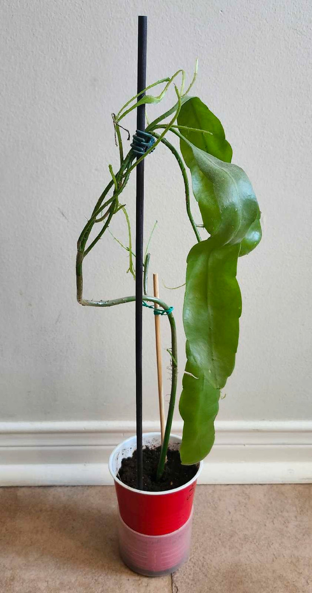 Epiphyllum oxypetalum ( Queen of the night) - photo 2