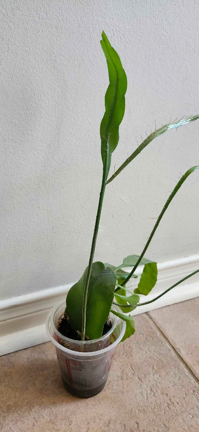 Epiphyllum oxypetalum ( Queen of the night) - photo 3
