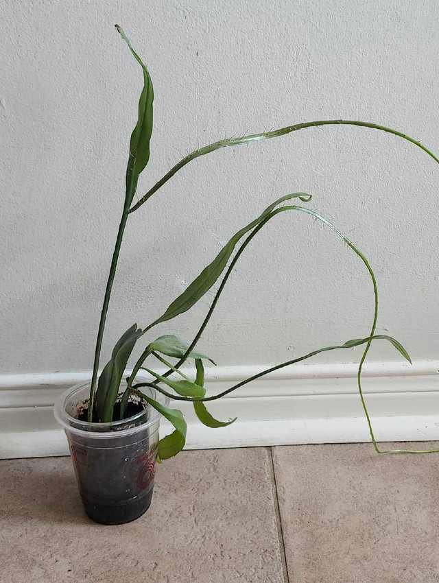 Epiphyllum oxypetalum ( Queen of the night) - photo 4