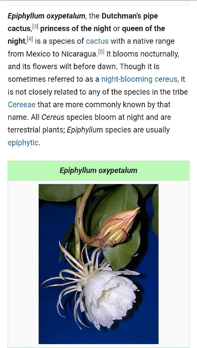 Epiphyllum oxypetalum ( Queen of the night) - photo 5
