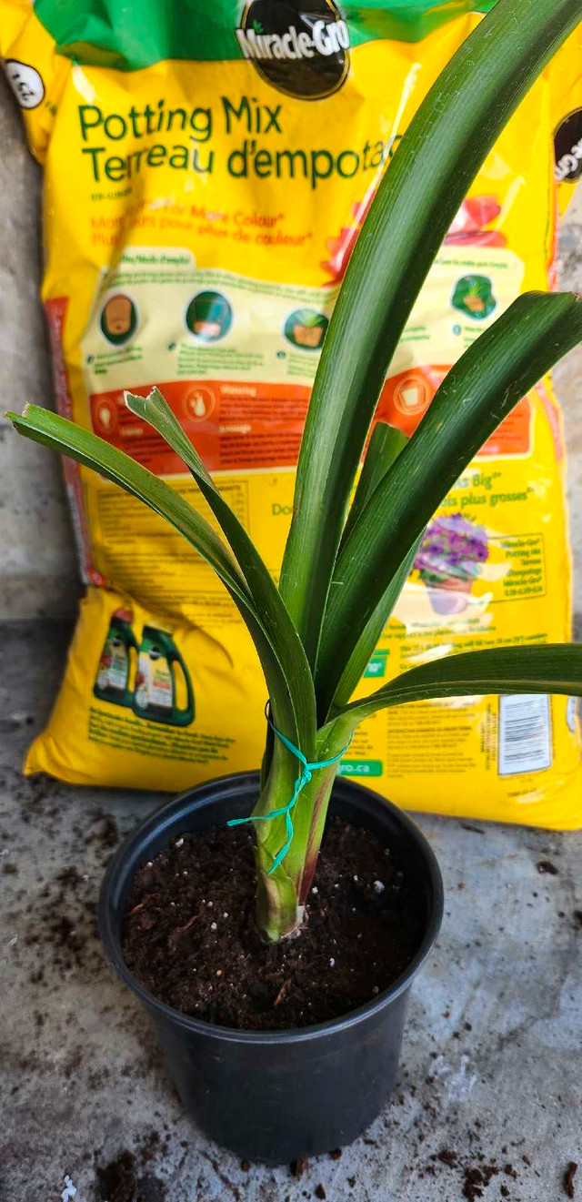 Amaryllis Plant