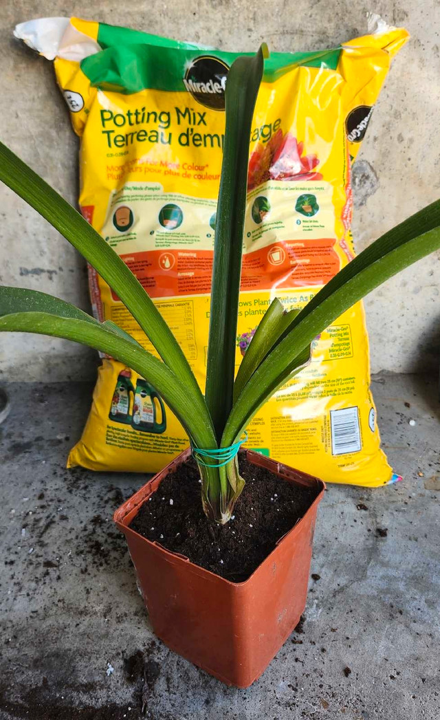 Amaryllis Plant - photo 2