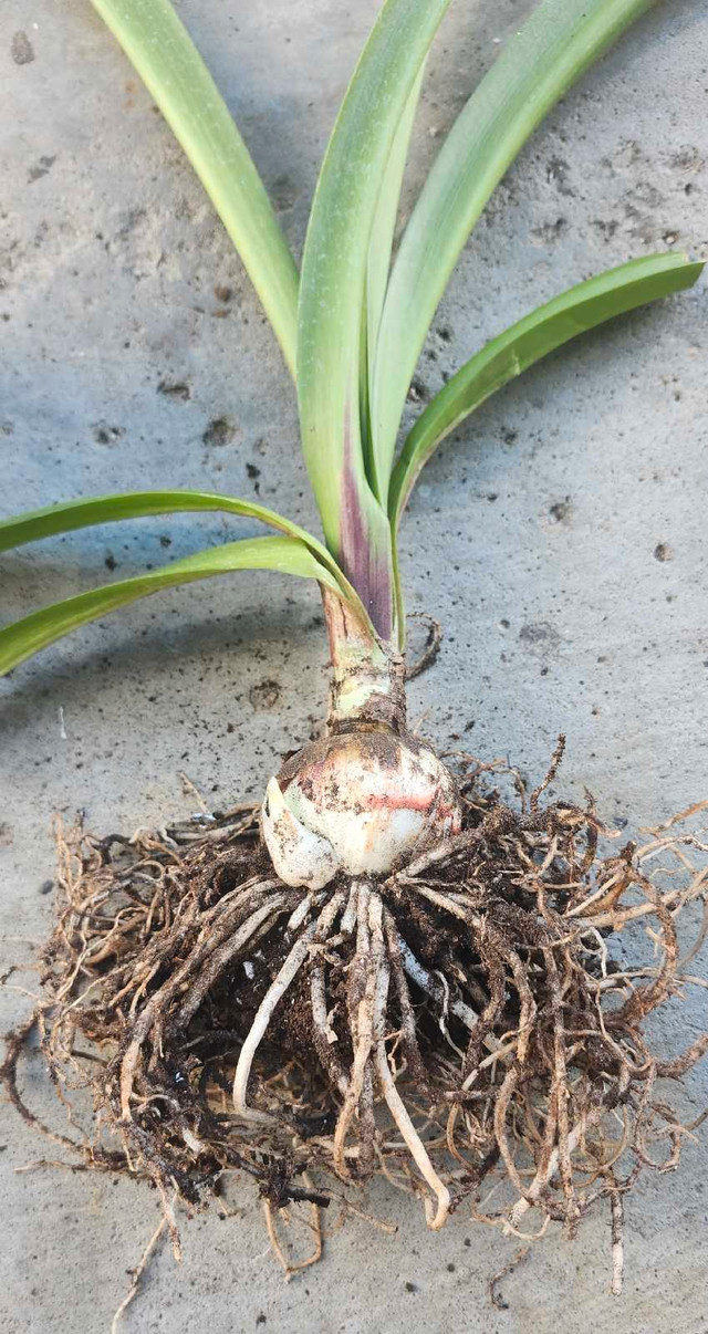 Amaryllis Plant - photo 3