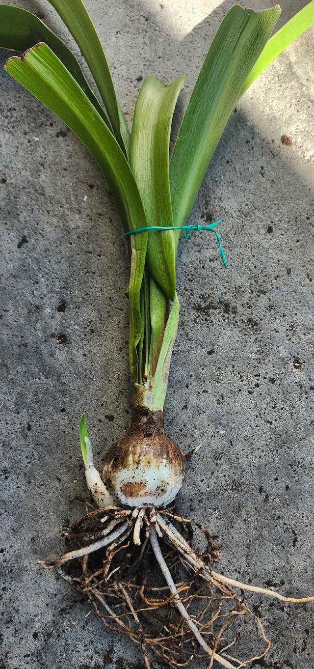 Amaryllis Plant - photo 4