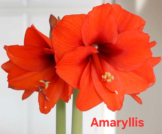 Amaryllis Plant - photo 5