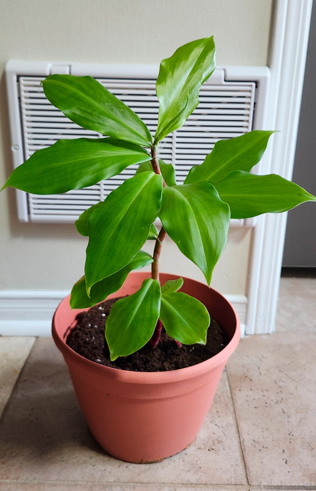 Insulin plant (Chamaecostus cuspidatus)