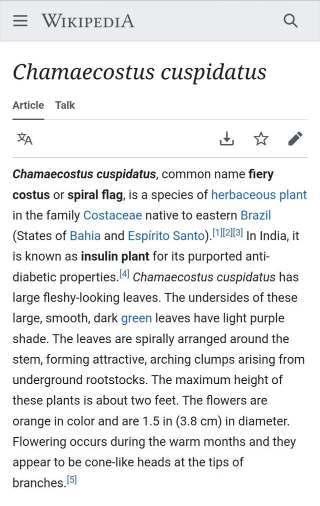 Insulin plant (Chamaecostus cuspidatus) - photo 3