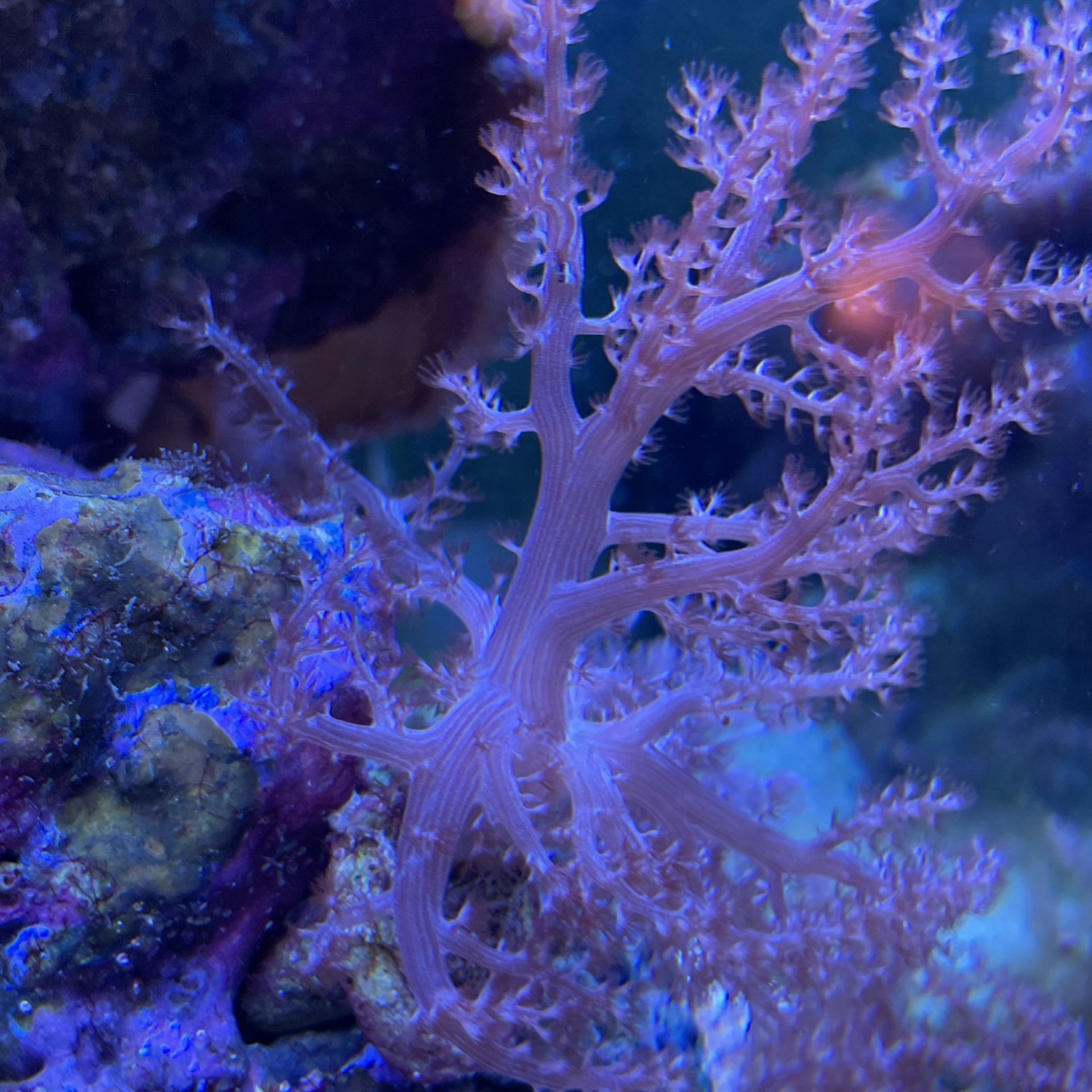 Kanye tree Coral