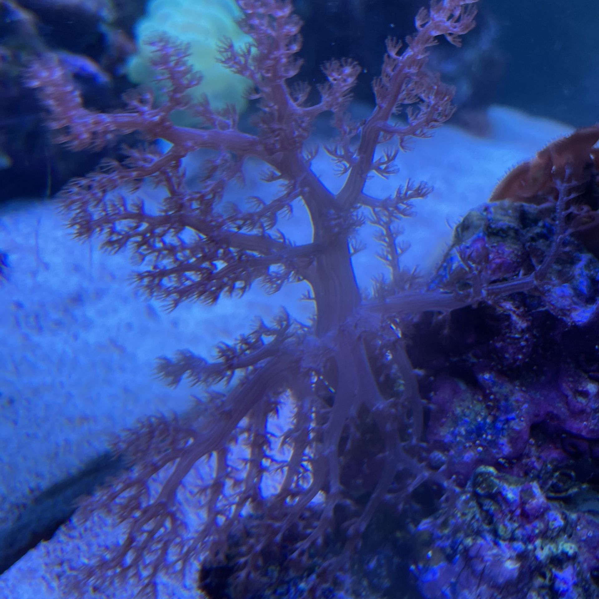 Kanye tree Coral - photo 2