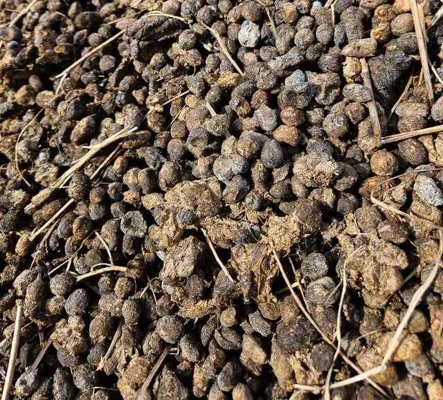 Alpaca manure for your gardens! image indicator(2)