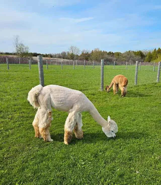 Alpaca manure for your gardens! image indicator(3)