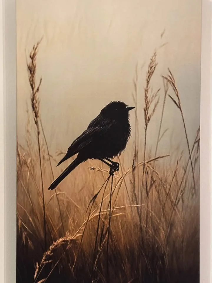 Beautiful Blackbird in Meadow Canvas Wall Art-Ready To Hang image indicator(2)