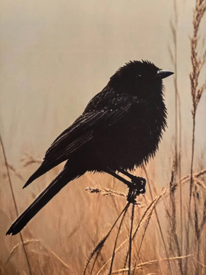 Beautiful Blackbird in Meadow Canvas Wall Art-Ready To Hang image indicator(5)