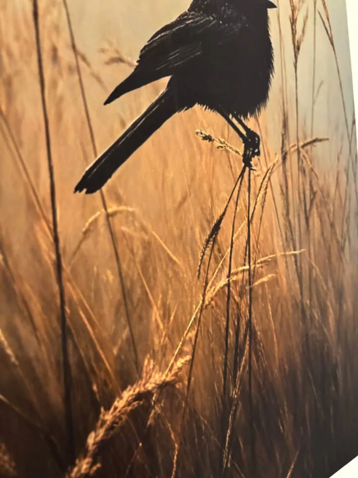 Beautiful Blackbird in Meadow Canvas Wall Art-Ready To Hang image indicator(6)