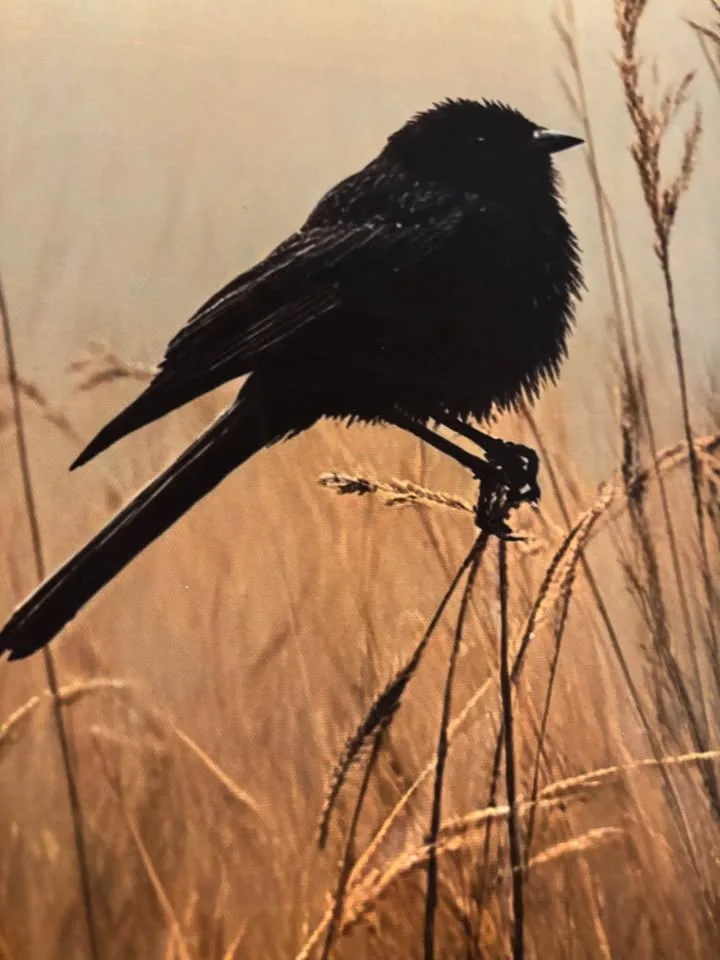 Beautiful Blackbird in Meadow Canvas Wall Art-Ready To Hang image indicator(7)