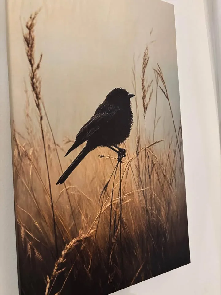 Beautiful Blackbird in Meadow Canvas Wall Art-Ready To Hang image indicator(9)