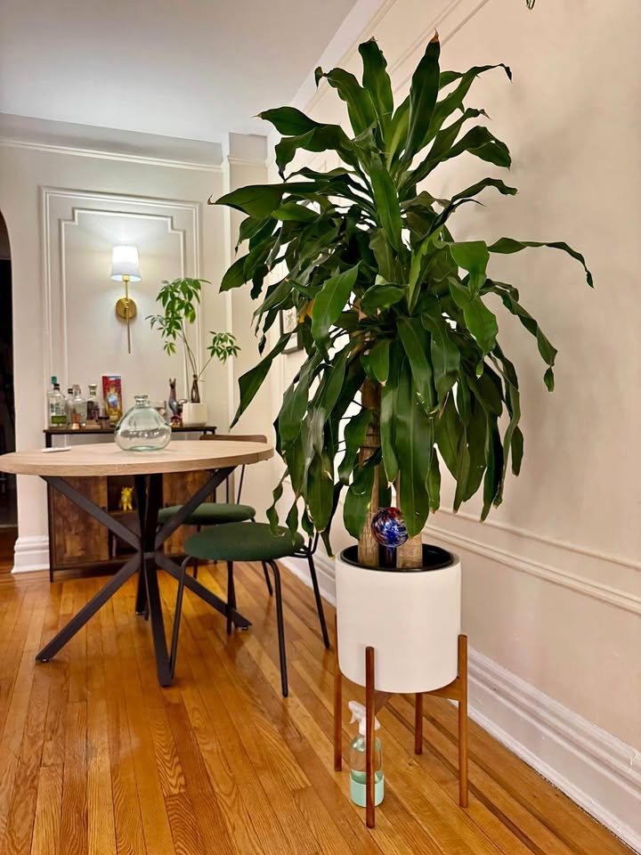 Dracaena fragans ‘Massangeana’, Corn Plant (3 Cane)