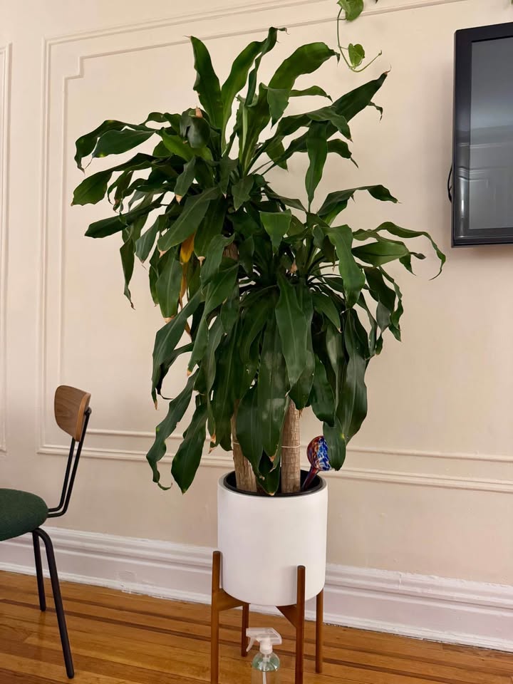 Dracaena fragans ‘Massangeana’, Corn Plant (3 Cane) - photo 2