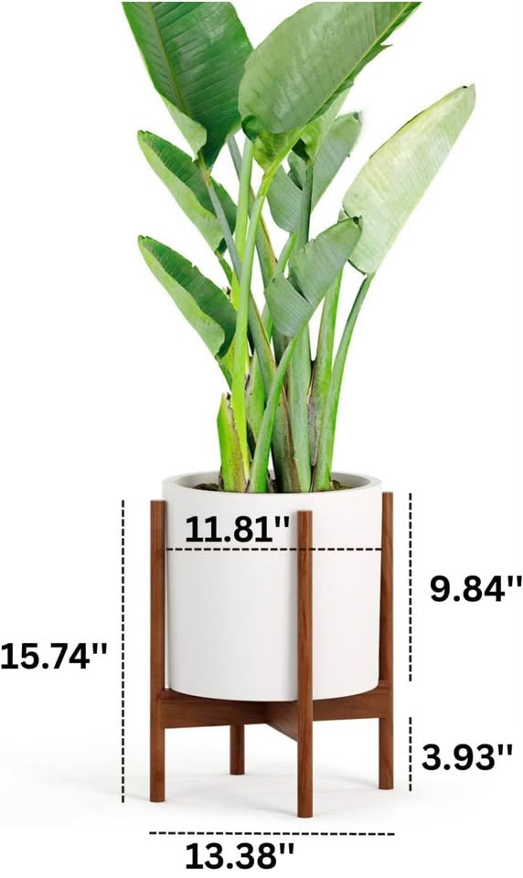Dracaena fragans ‘Massangeana’, Corn Plant (3 Cane) - photo 5