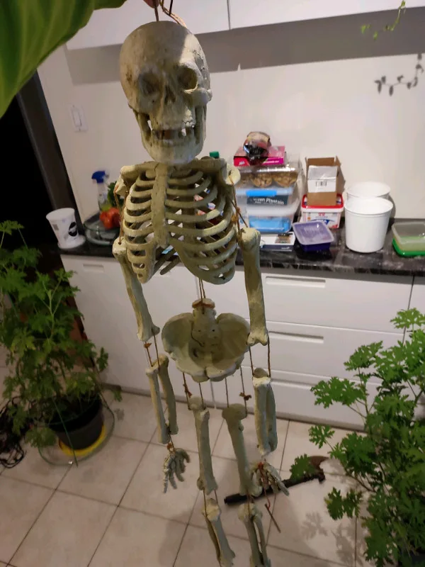 Halloween Decorations image indicator(2)